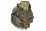 Fossil Ankylosaur Tooth - Montana #128528-1